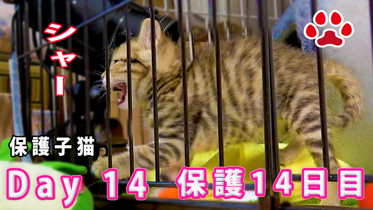 保護14日目 初めてアリスを見たcoco 子猫相手に 子猫部屋 Miaou 無料動画goody Tv