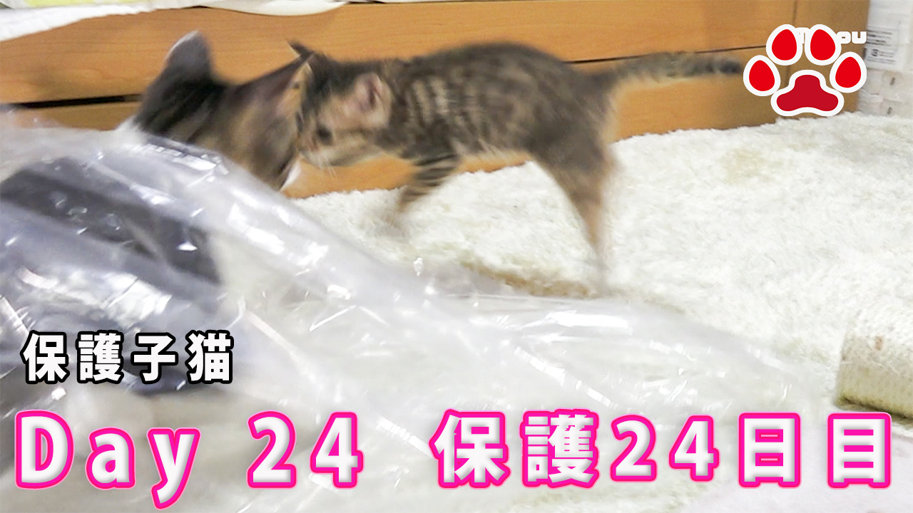 保護24日目 子猫が驚いてジャンプして茶白猫が突然切 子猫部屋 Miaou 無料動画goody Tv