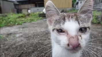 猫島で猫の親子を見つけたので近づくと凄い勢いで駆け寄っ 感動猫動画spec 無料動画goody Tv
