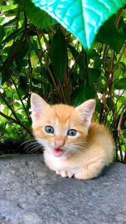 動物 ペット 無料動画サイトgoody Tv ネコ動画や子猫 犬動画ゾーン