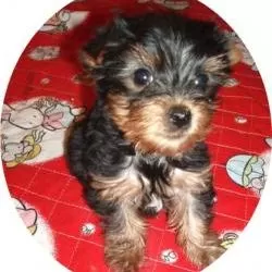 陽気 ヨーキーズのシリーズ動画一覧 動物 ペット 無料動画goody Tv