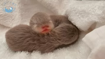 動物 ペット 無料動画サイトgoody Tv ネコ動画や子猫 犬動画ゾーン